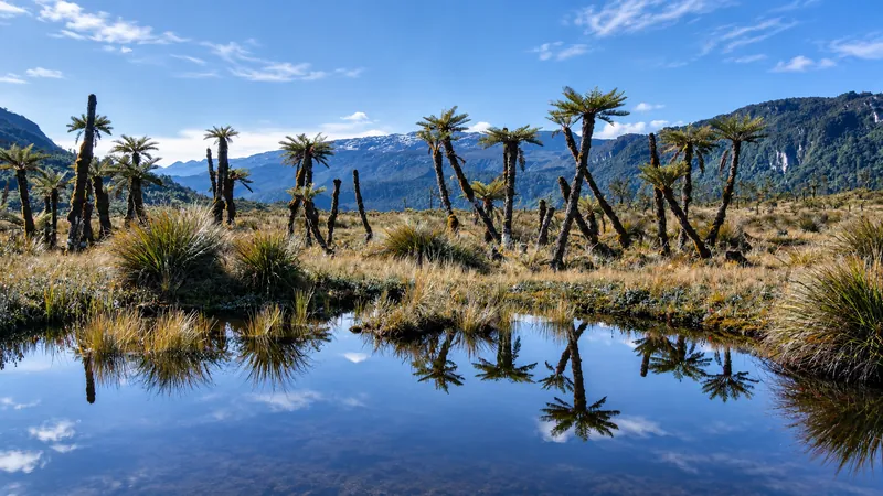 Tree ferns in the highlands